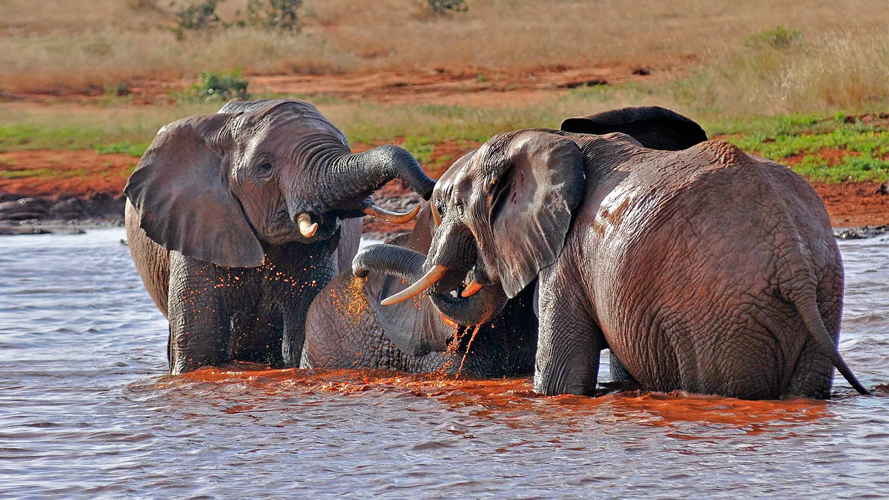 Elefanten im roten Wasser des Tsavo