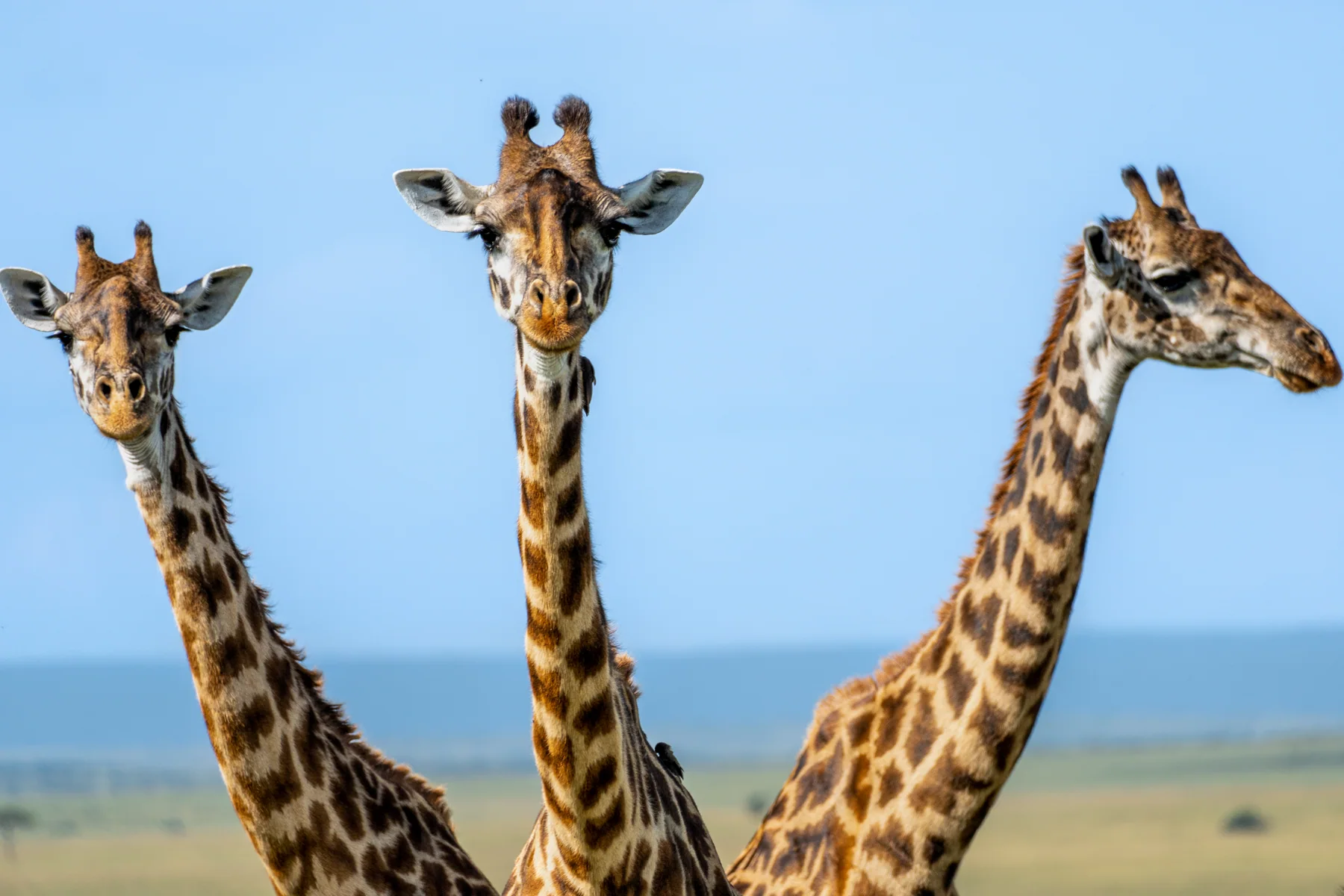 Giraffen in der Weite Kenias